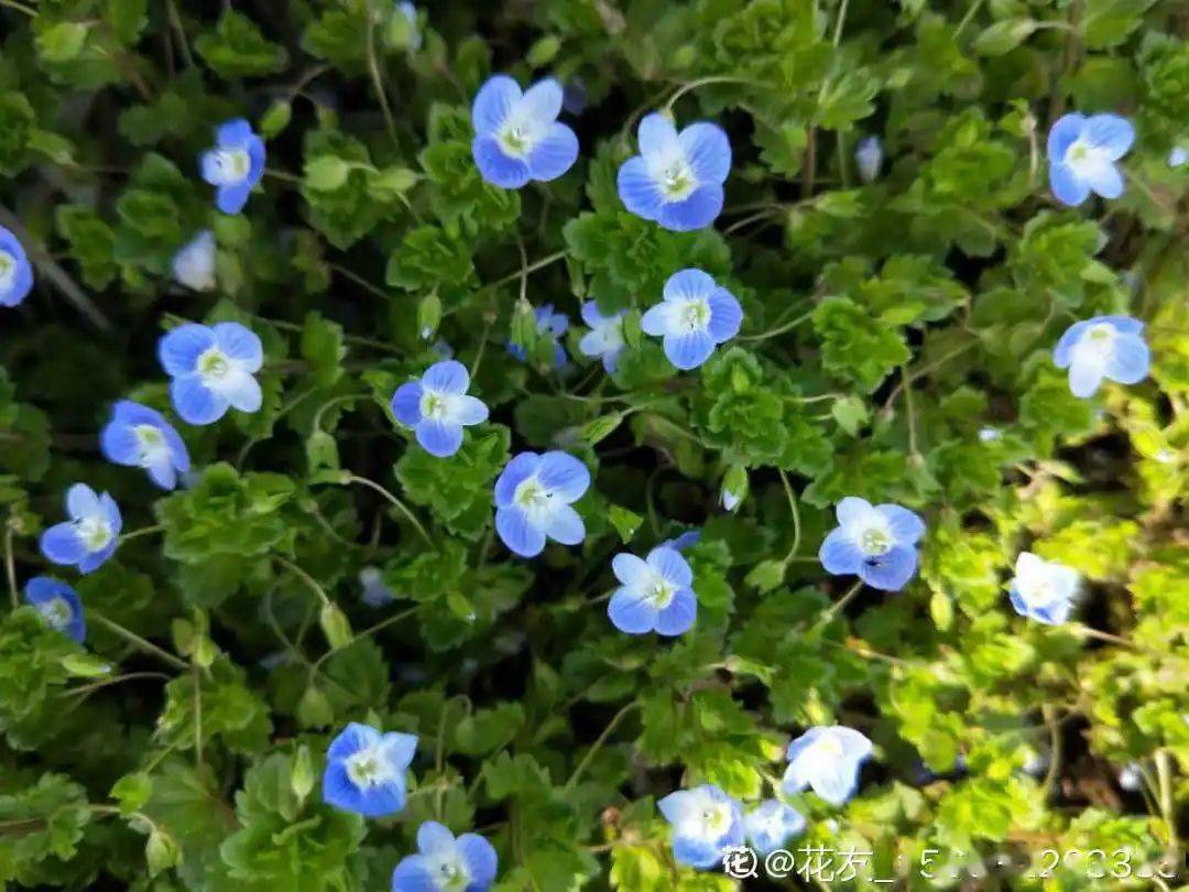 76报春花报春花2-5月份开花,品种很多,五颜六色的花色都有,花型也不一