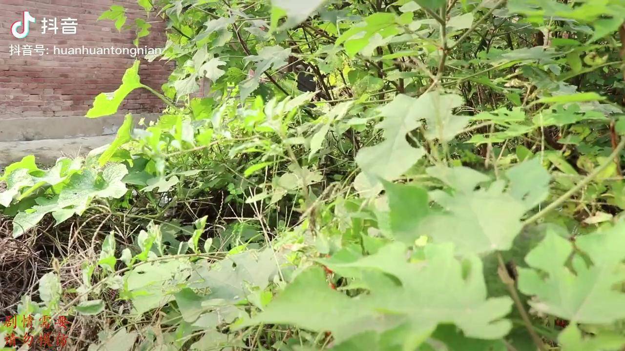 欢欢生日1欢欢忘记了自己的生日没想大家却给她准备了惊喜