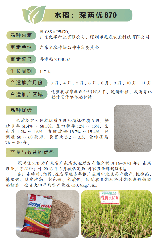 深两优870水稻广泰优天弘丝苗水稻青香优033水稻广8优金占水稻y两优