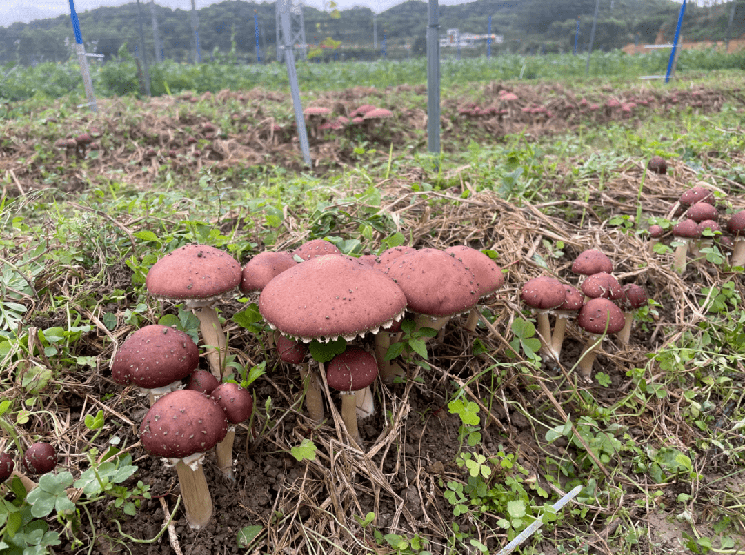 撂荒变宝佛冈试种红松茸成功