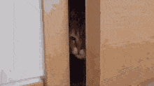 cat-gifs_giphy_习惯