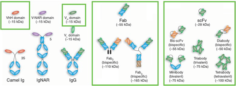 作捕获填料的各种形式的抗体片段:包含vh3结构域的分子和vhh单域抗体