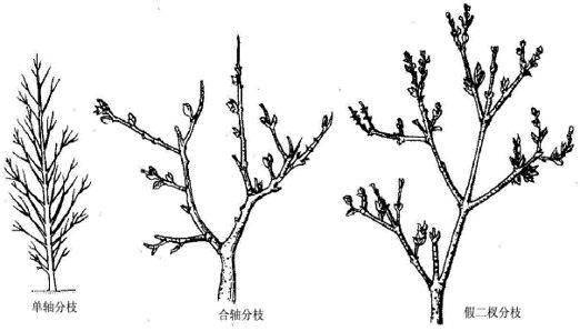 (1)单轴分枝顶芽不断向上生长,成为粗壮主干,各级分枝由下向上依次细