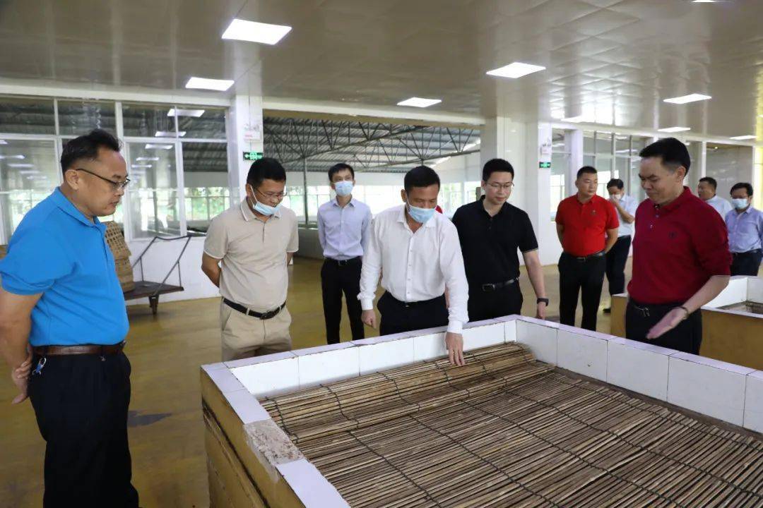 黄聪实地调研白沙茶产业发展情况