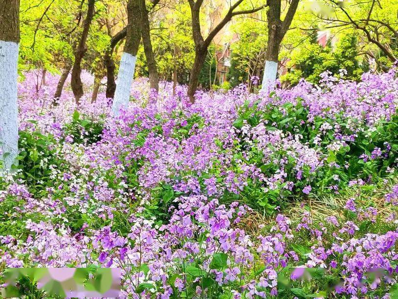 二月兰,春天代表性野花,也叫二月蓝,诸葛菜,因农历二月前后开始绽放蓝