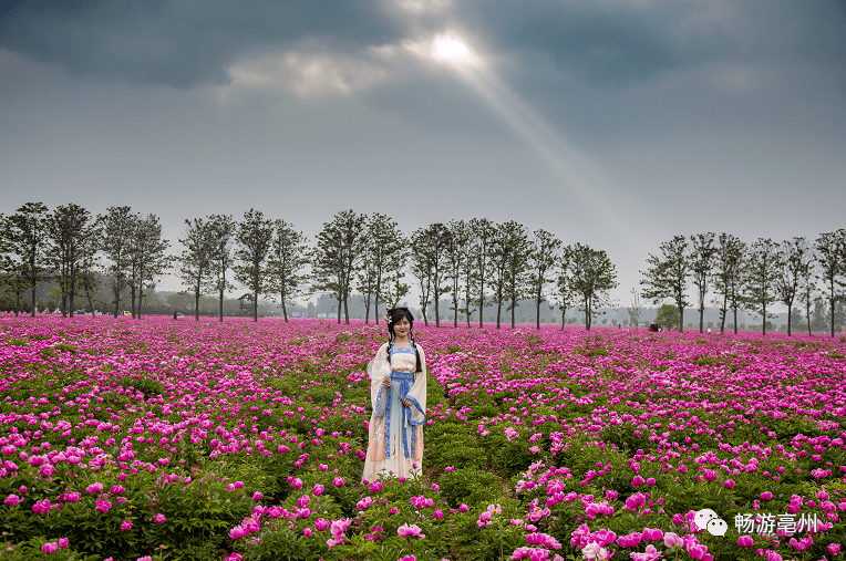 万亩芍花已盛开,这波美图请收好~_陈海红_亳州_花海