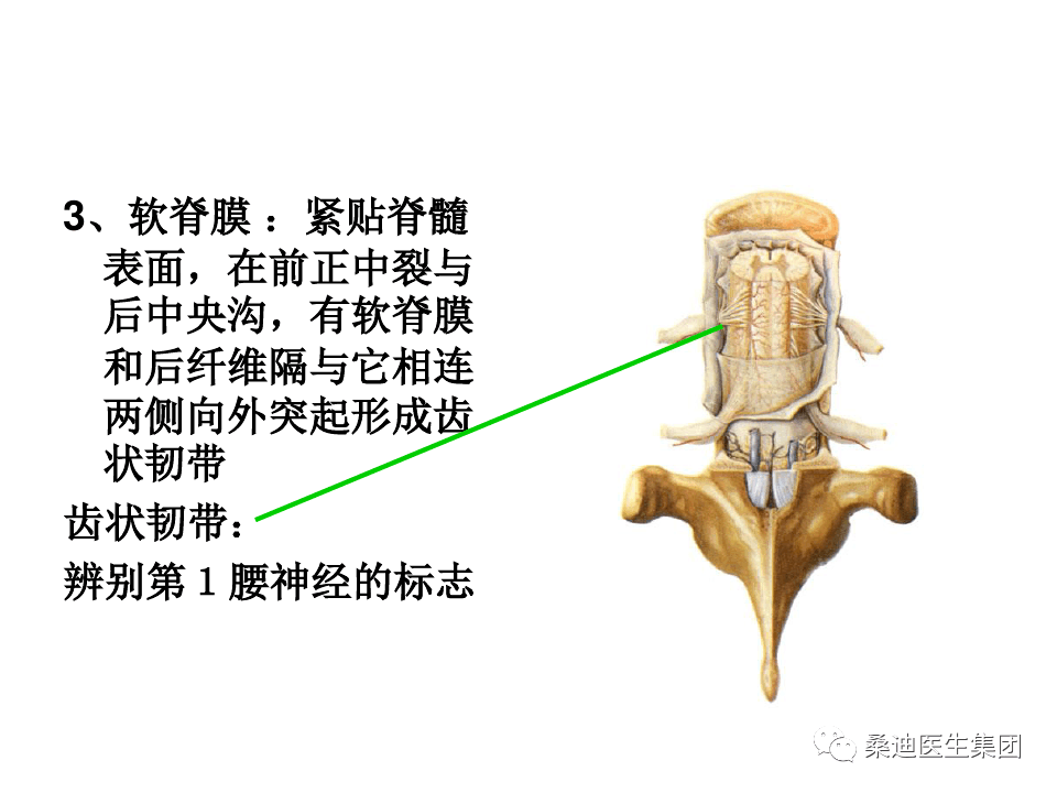 一文了解腰椎的解剖及腰部的层次解剖