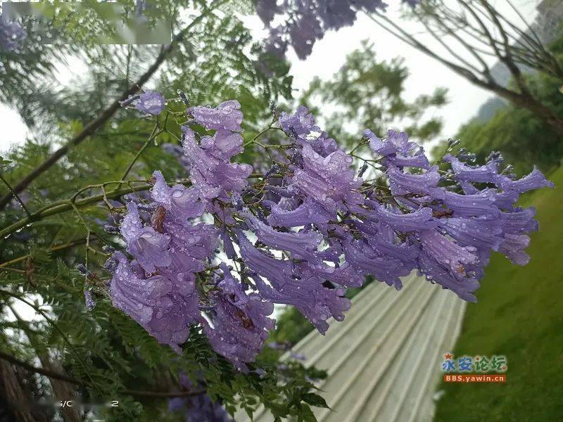 永安巴溪河畔紫楹花开,一江紫色,煞是惊艳!_人间_论坛_@sny