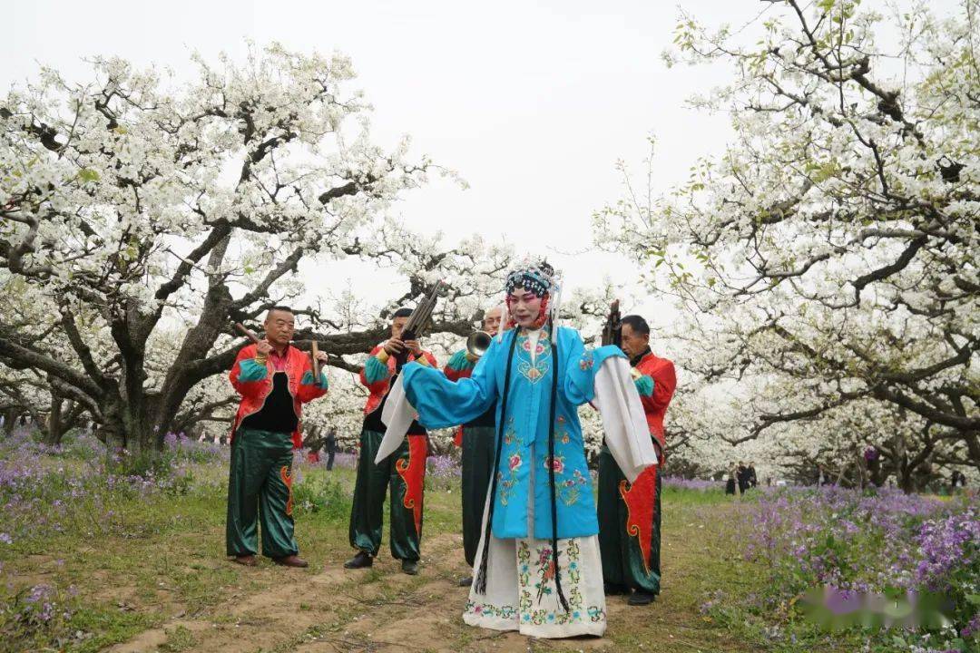 砀山入选全国乡村旅游精品线路_文化_梨花_风景区