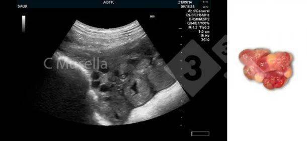 母猪的精确超声检查:不仅仅是妊娠检查!_诊断_子宫_卵巢