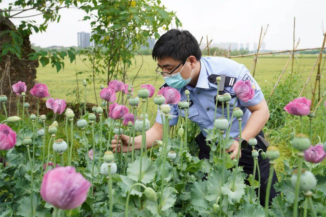 看到这种花,立即报警!_罂粟_种植_植物