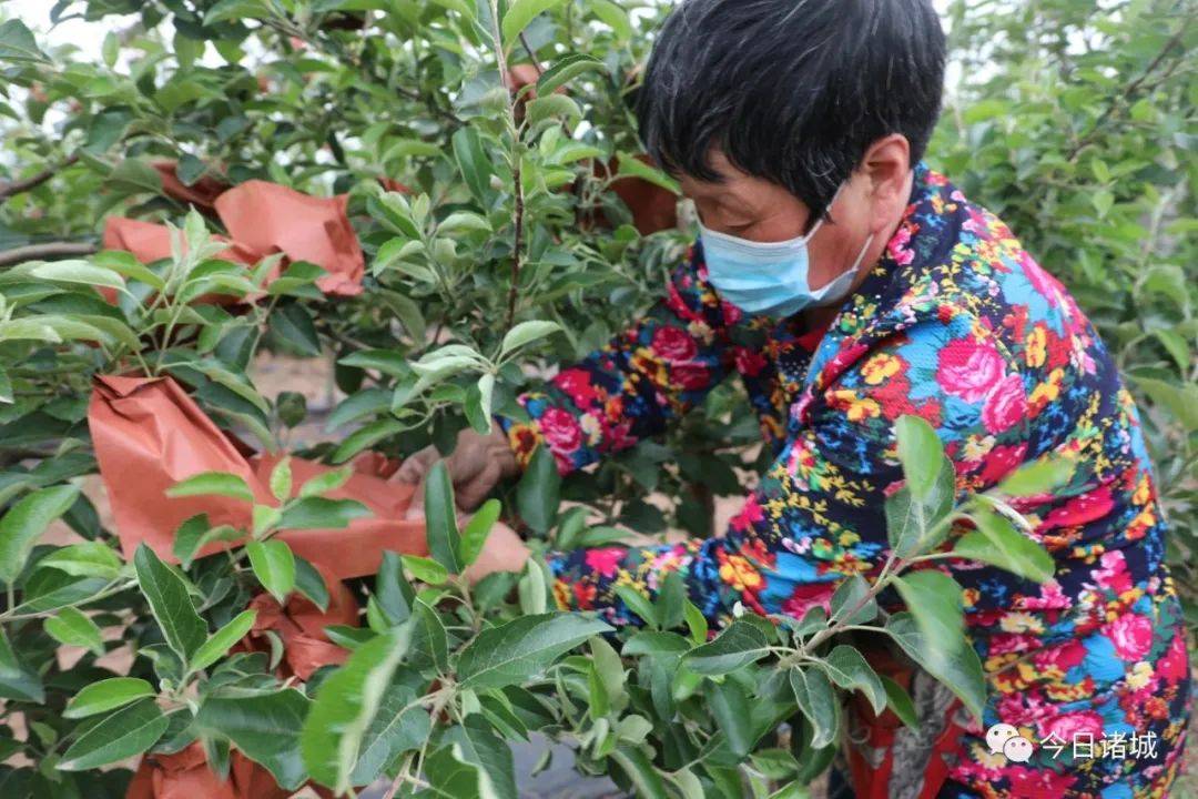 "正在忙碌的张崇森笑着说"苹果园里的工作相对轻松,家里农活干完了