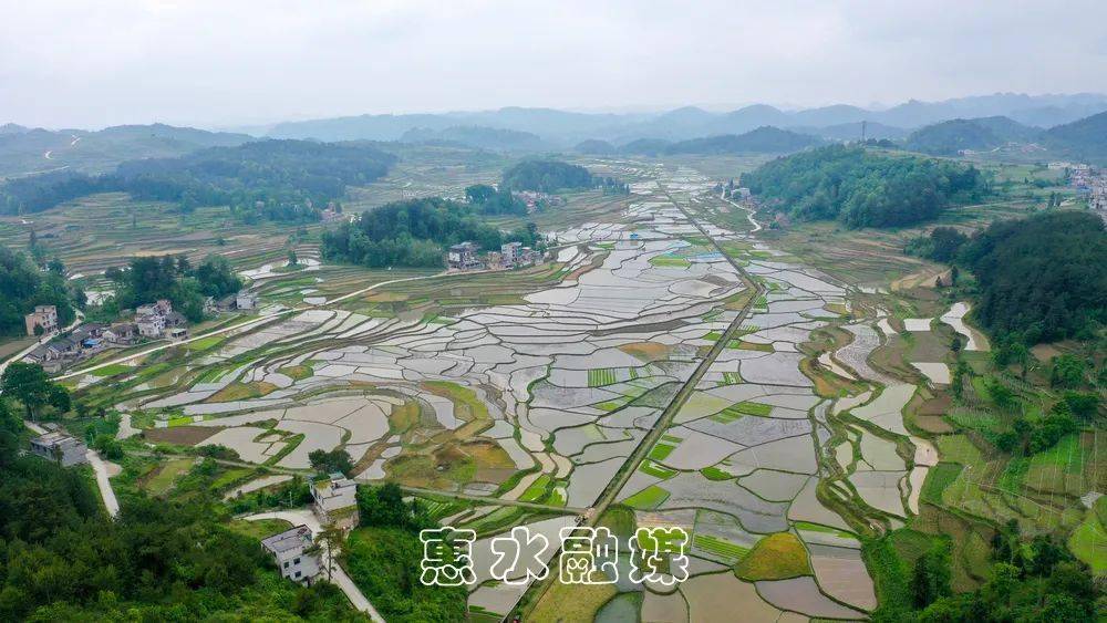 惠水县:水稻机械化插秧 保障粮食安全_种植_全程_插秧机