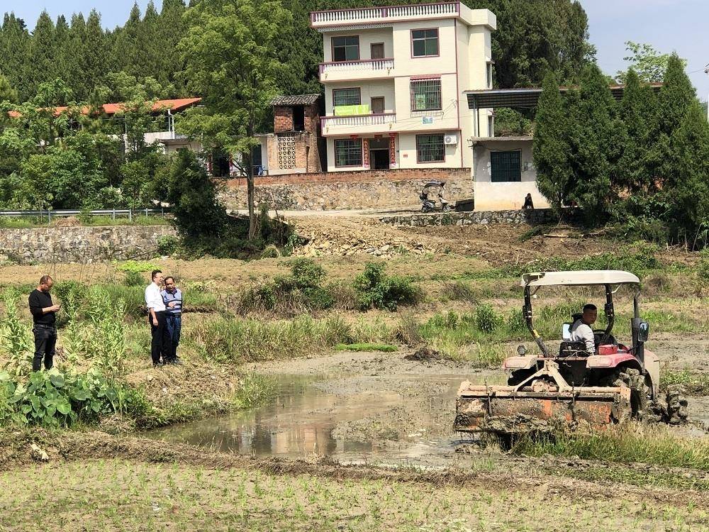 在新田县金陵镇莲花塘村,趁着雨天间歇,男女老少齐上阵,抡起袖子,挽起