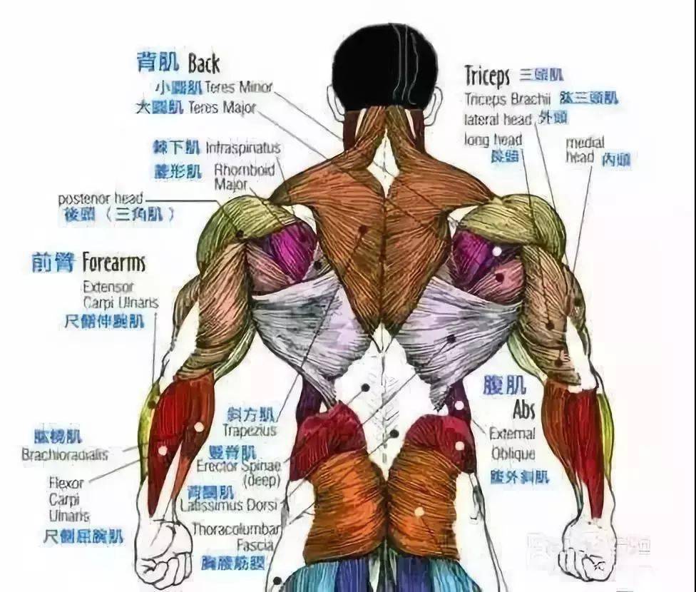 史上最全练背指南每一块背部肌肉都安排的明明白白