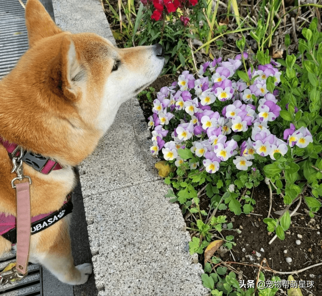 日本有位网友养了只非常帅气,表情很拽的柴犬,叫小翼.有时候拍照角度