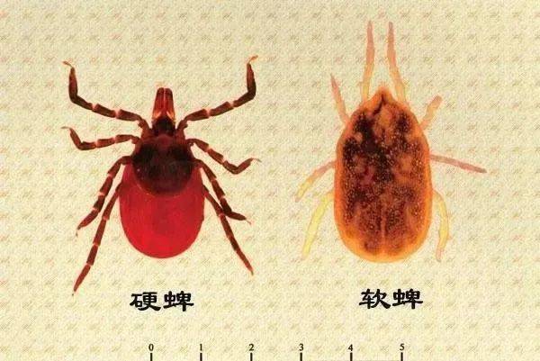太阳穴旁的黑东西竟是蜱虫当心了杭州也有小朋友被叮咬