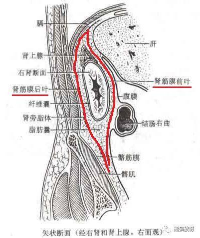 腹膜后间隙怎么划分请牢记