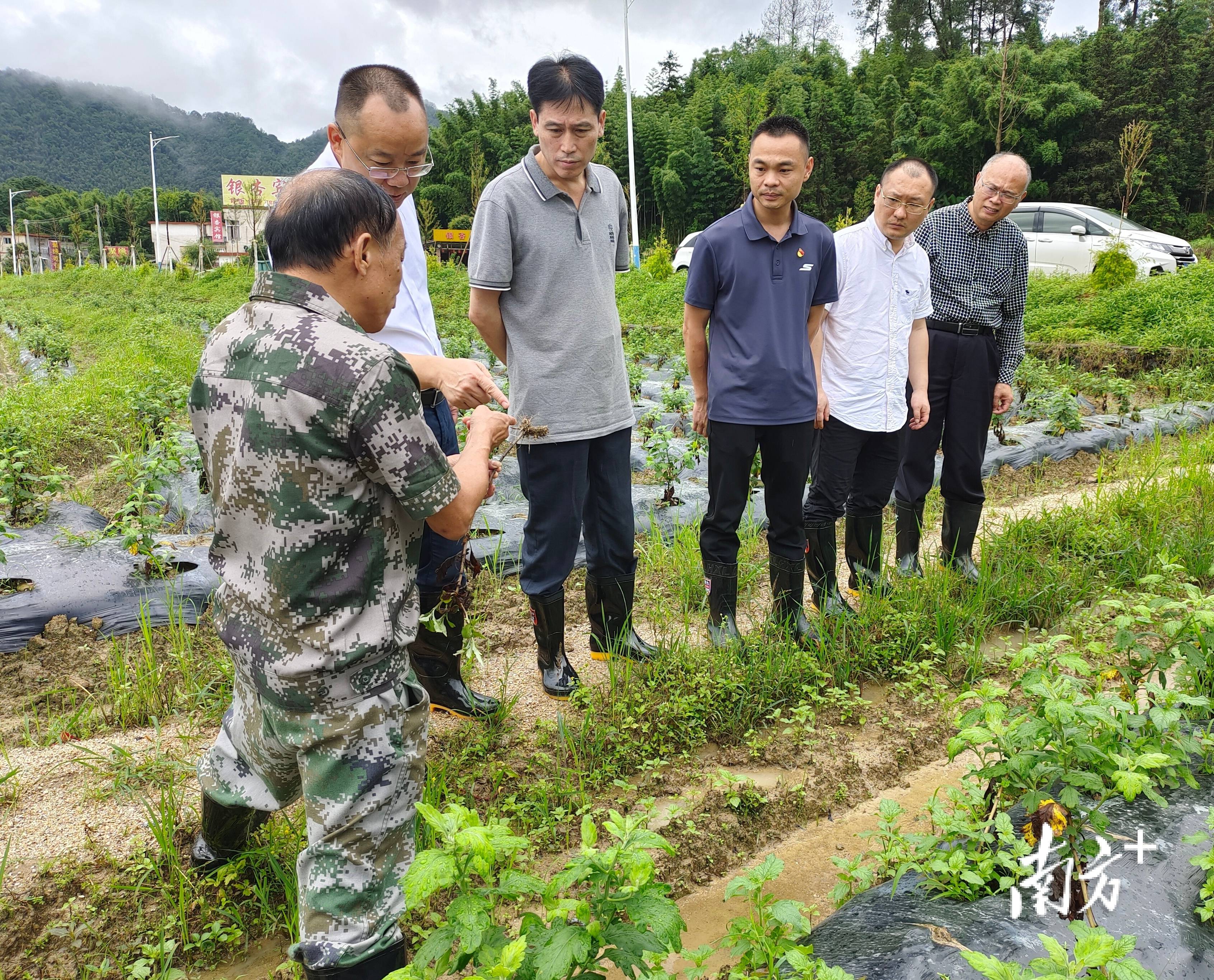 农技党员"问诊开方,助力灾后修复_张祥辉_指导_工作