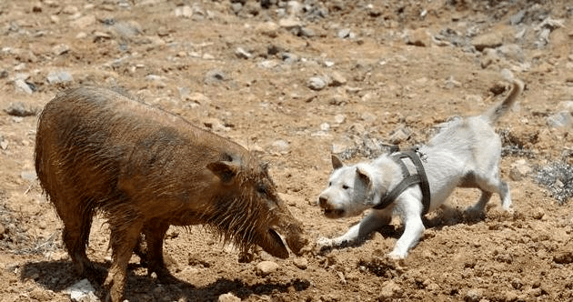 中国最猛的猎犬竟然是一只贵州的土狗?_野猪_那只_黔东南