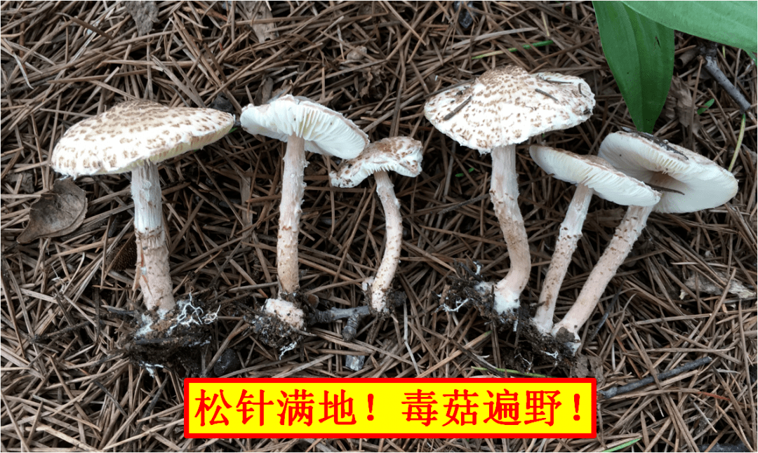 致命毒蘑菇高发季,切勿采摘食用!_鹿花_羊肚菌_中毒事件