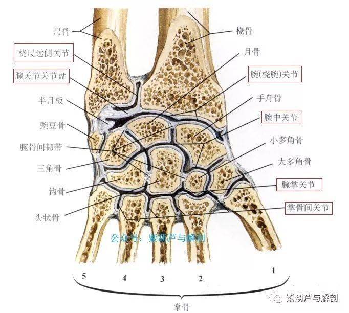 手,腕部基础解剖_拇指_运动_关节