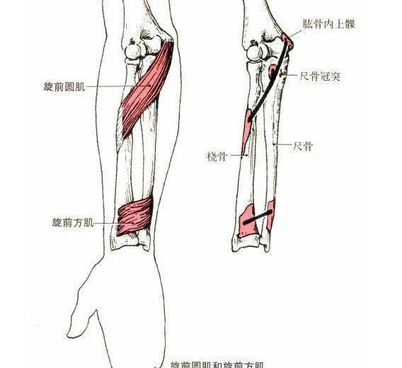 肩胛骨_起止点_功能