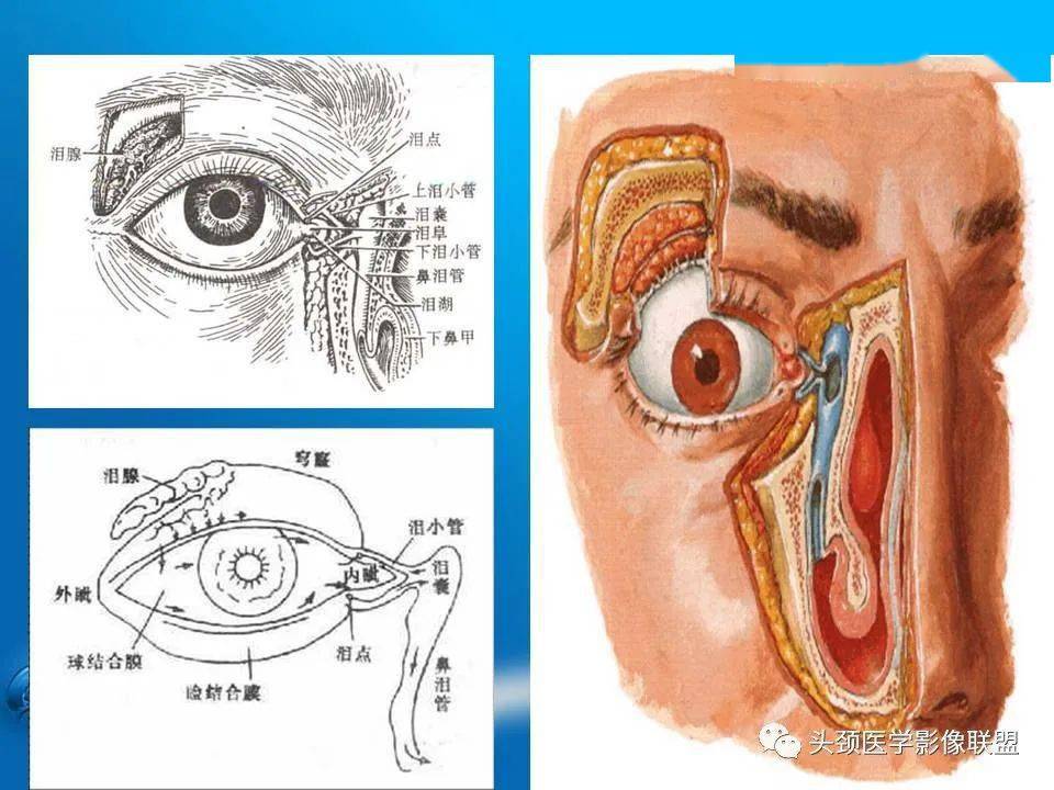 泪器影像解剖