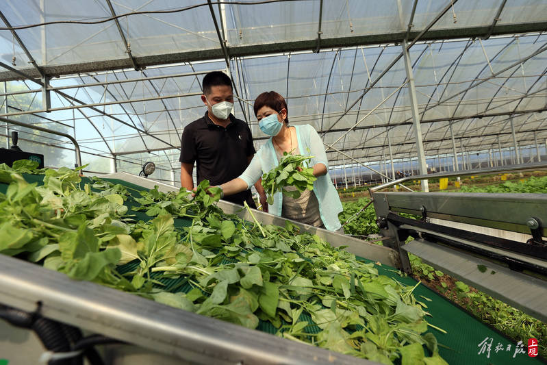 上海农科院奉贤基地使用这台新设备每小时能收割蔬菜15亩