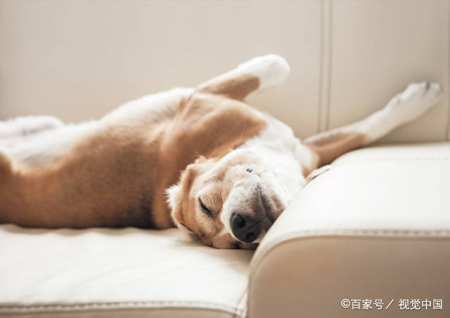 梦到自己的狗狗死了，一场梦境的深层解读与心理分析
