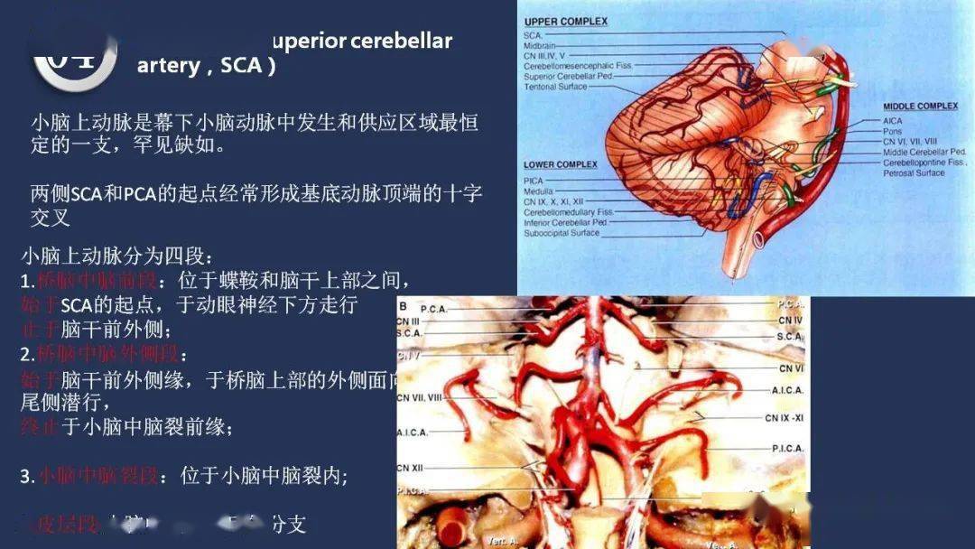 高清头颈动脉系统解剖,保你过目不忘_神经_梅斯_交流