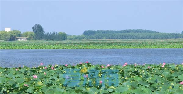 济南白云湖重现“江北明珠”风采