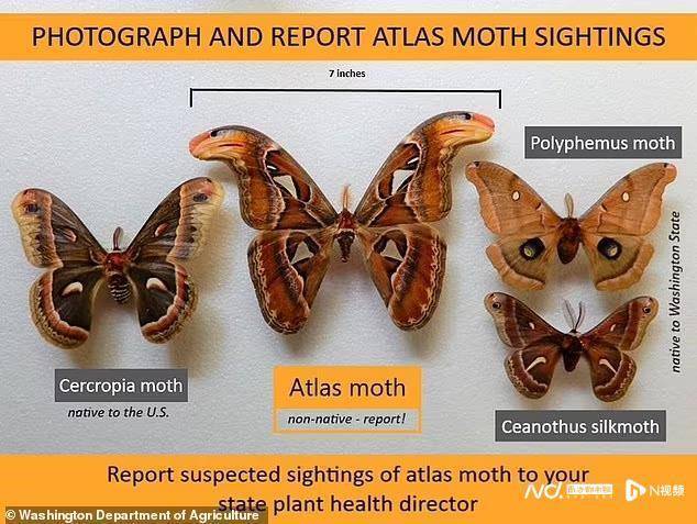 世界最大飞蛾热带阿特拉斯飞蛾首次惊现美国，属联邦检疫害虫