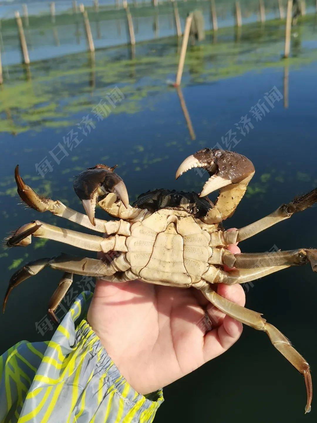 螃蟹热到不想蜕壳，今年你还能按时吃上阳澄湖“大”闸蟹吗？