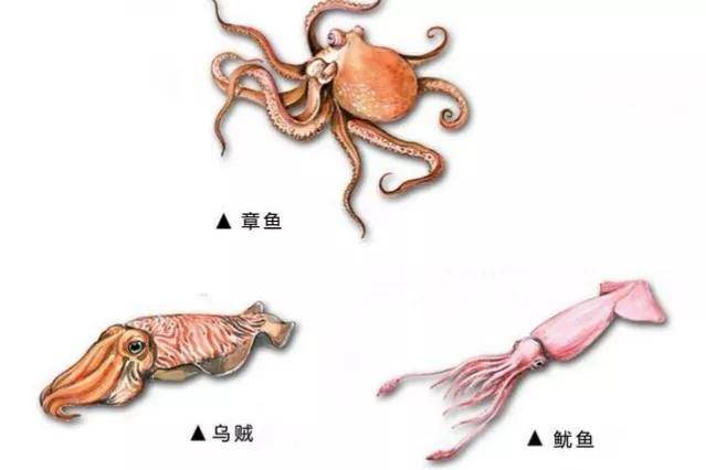 原创大王乌贼可以长到多大？历史上真有80米长的乌贼吗？