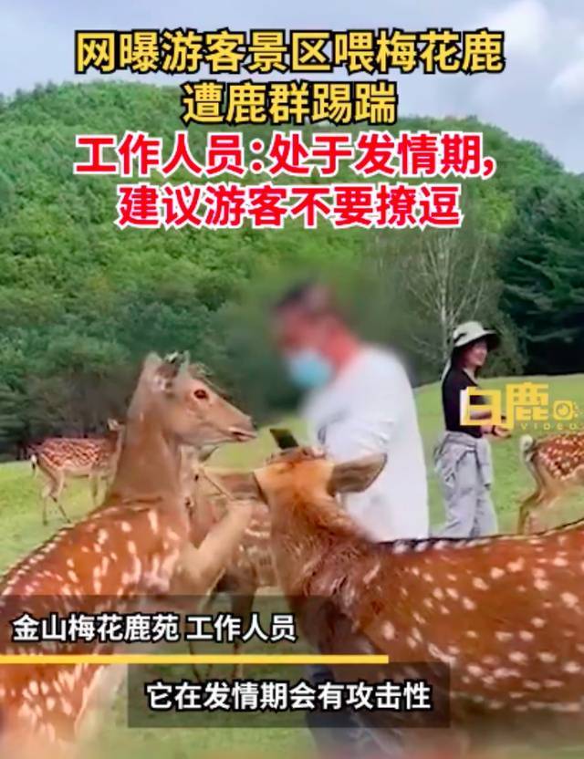 男游客景区喂梅花鹿遭鹿群围踢，专家：九十月是发情期，它打招呼对人可能会变成攻击