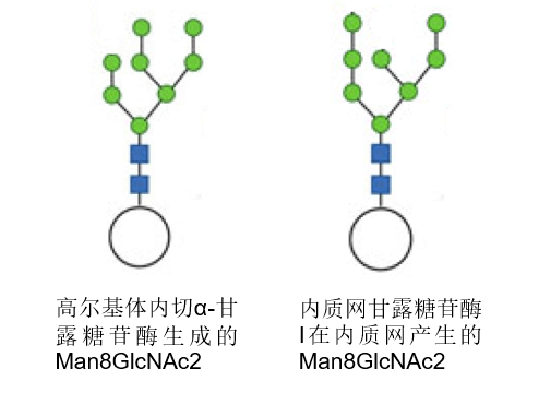 n糖的生物合成,从内质网到高尔基体_n-glycan_asn-glcnac_alg