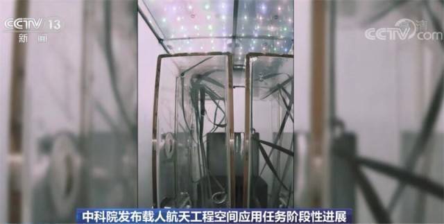 问天实验舱应用任务进展顺利 植物生长状态良好