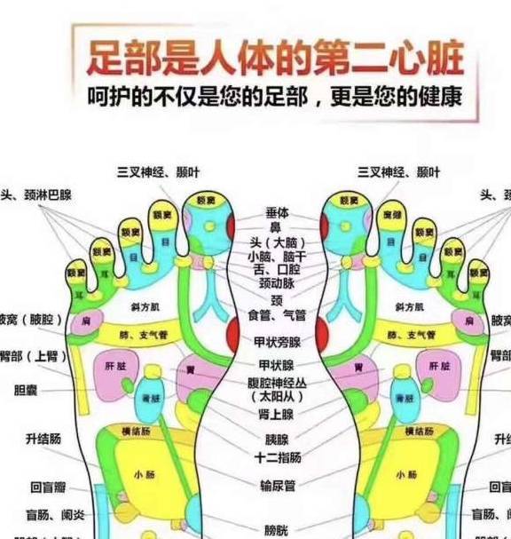 反射区"相对应,前脚掌和脚掌前缘对应到支气管,肺经;脚跟和脚跟后缘则