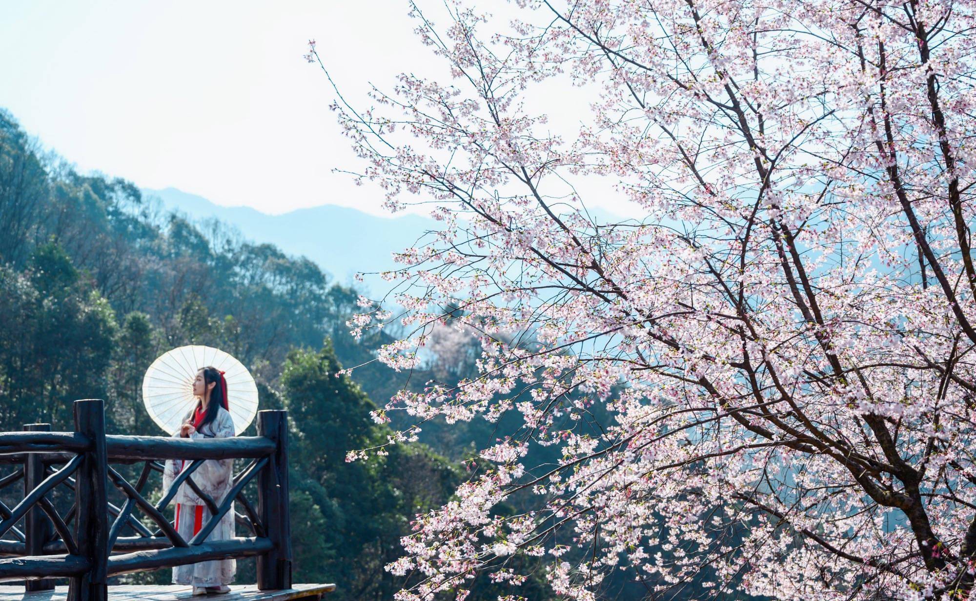 杭州私藏的小众赏樱胜地，山间的野樱花让人沉醉，你去过了吗？