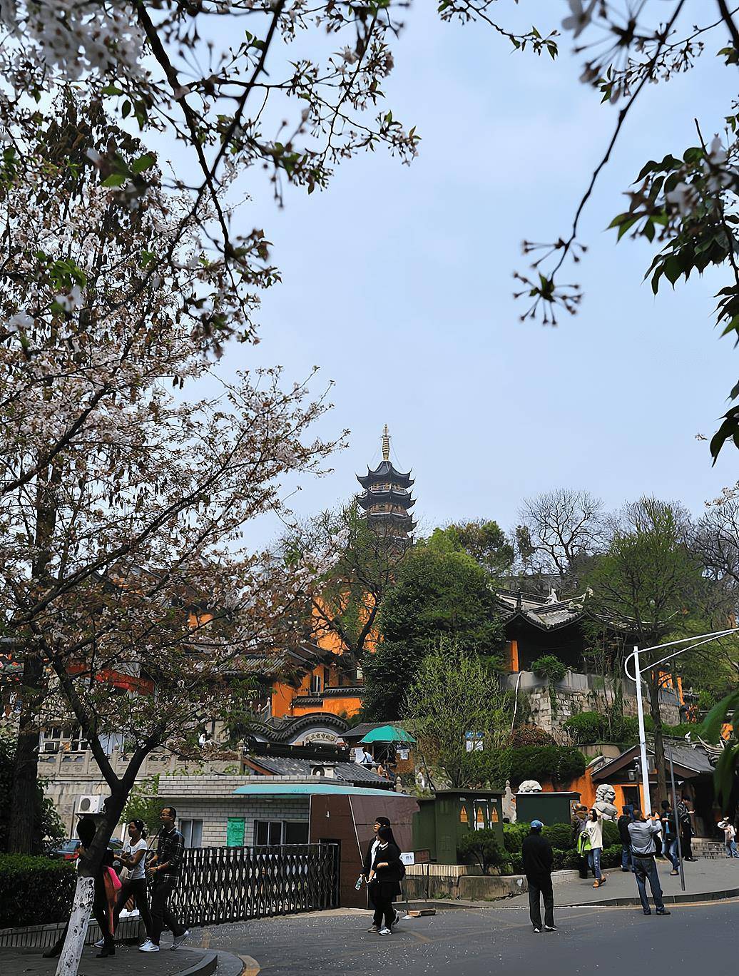 南京有一条“樱花大道”，与千年古刹鸡鸣寺相邻，景色美如画