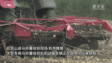新华全媒+｜黑龙江省克山县10万亩马铃薯迎来丰收季