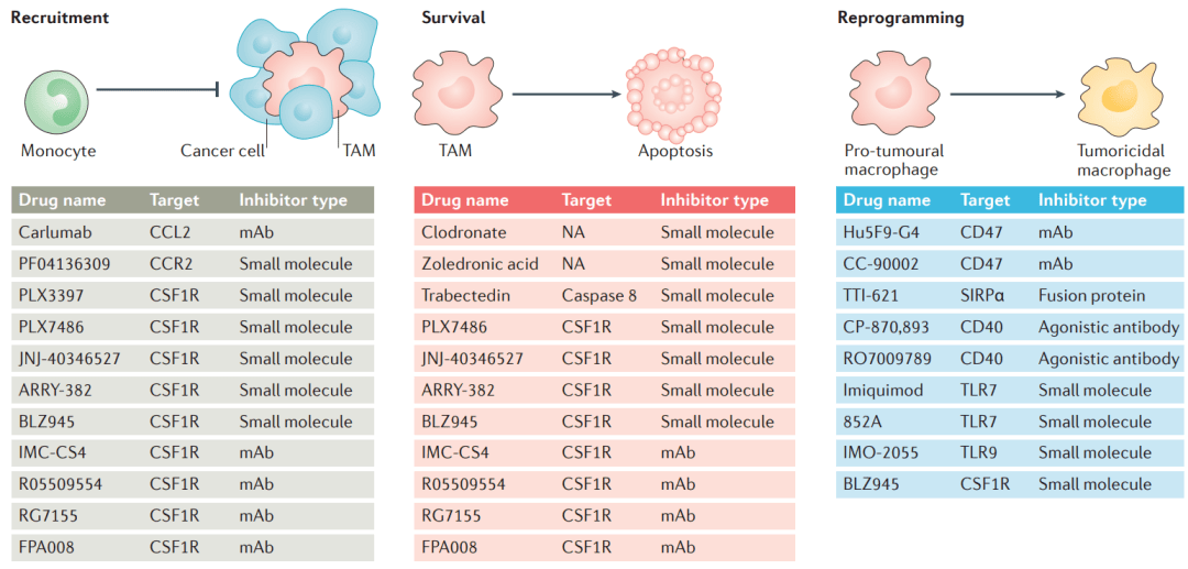 肿瘤相关巨噬细胞是具有潜力的抗肿瘤靶点_细胞因子_极化_阻断