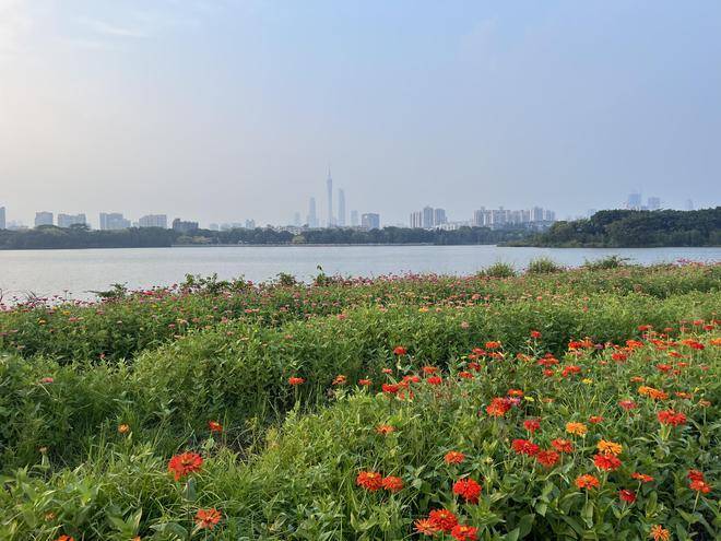 广州市中心有一个重要景区，与广州塔遥相呼应，竟然是一片人工湖