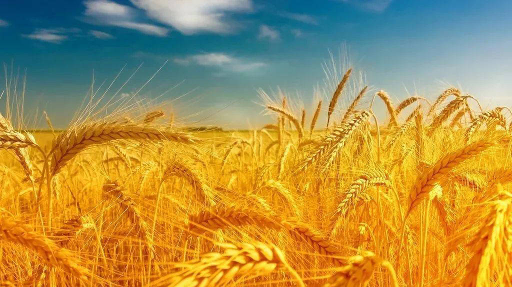 俄罗斯将降低小麦、大麦和玉米的出口关税！