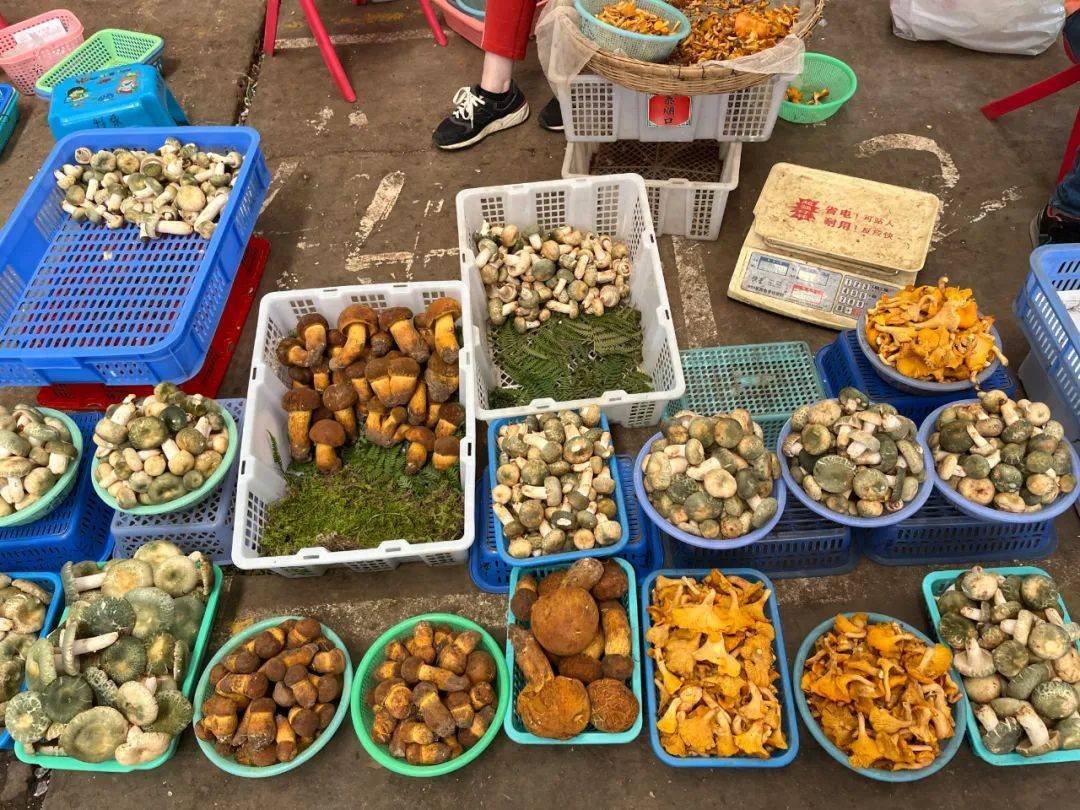 鸡枞_商户_牛肝菌