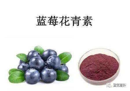 此外蓝莓中还含有大量的花青素,而且花青素的含量是非常的丰富.