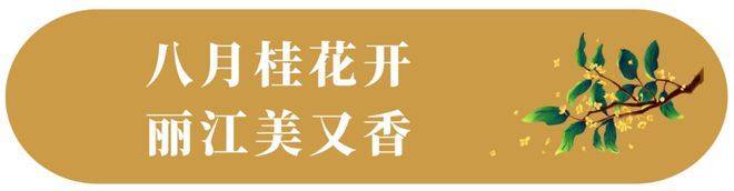 满城桂花香！“丽江是在空气里喷了桂花香水吗？”