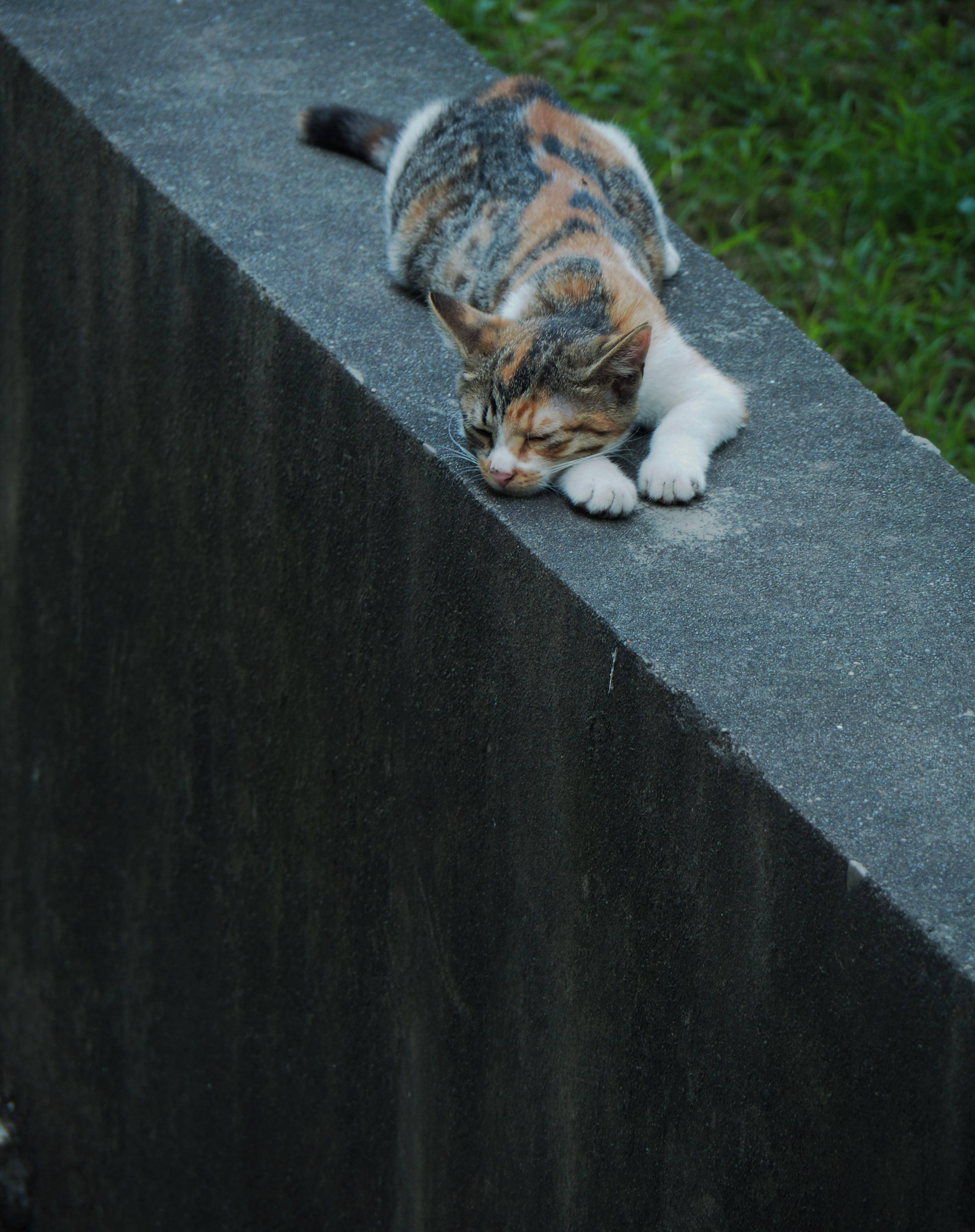 IntoImmortality-������Ⱥ����˸ʱ��