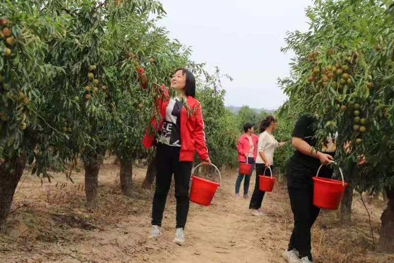 把枣种好就是最幸福的事